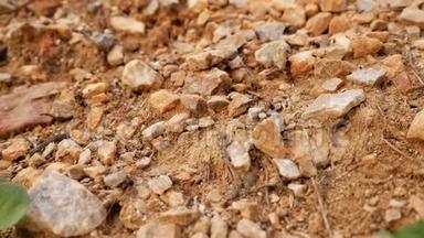 蚂蚁在工作，沿着满是石头的小径运送食物
